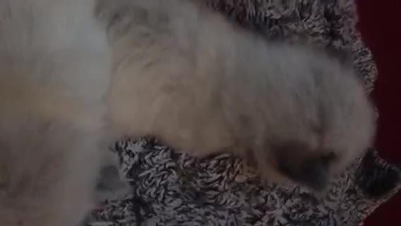 Ragdoll cats for sale: Purebred Ragdoll Kittens HCM PKD  clear - Video 4