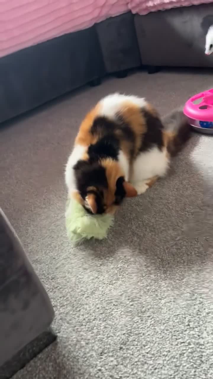 Mixed Breed cats for sale: Domestic long haired female cat  - Video 4