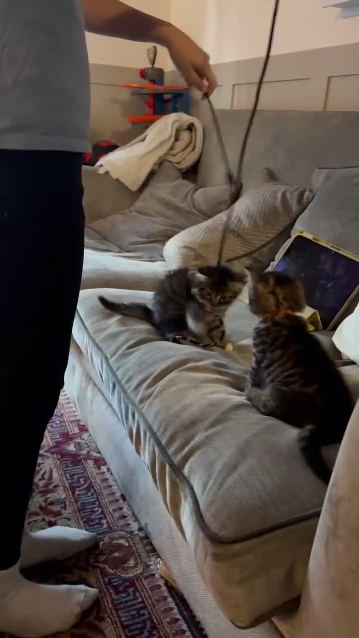 Maine Coon cats for sale: Beautiful Maine coons  in Tadley - Video 2