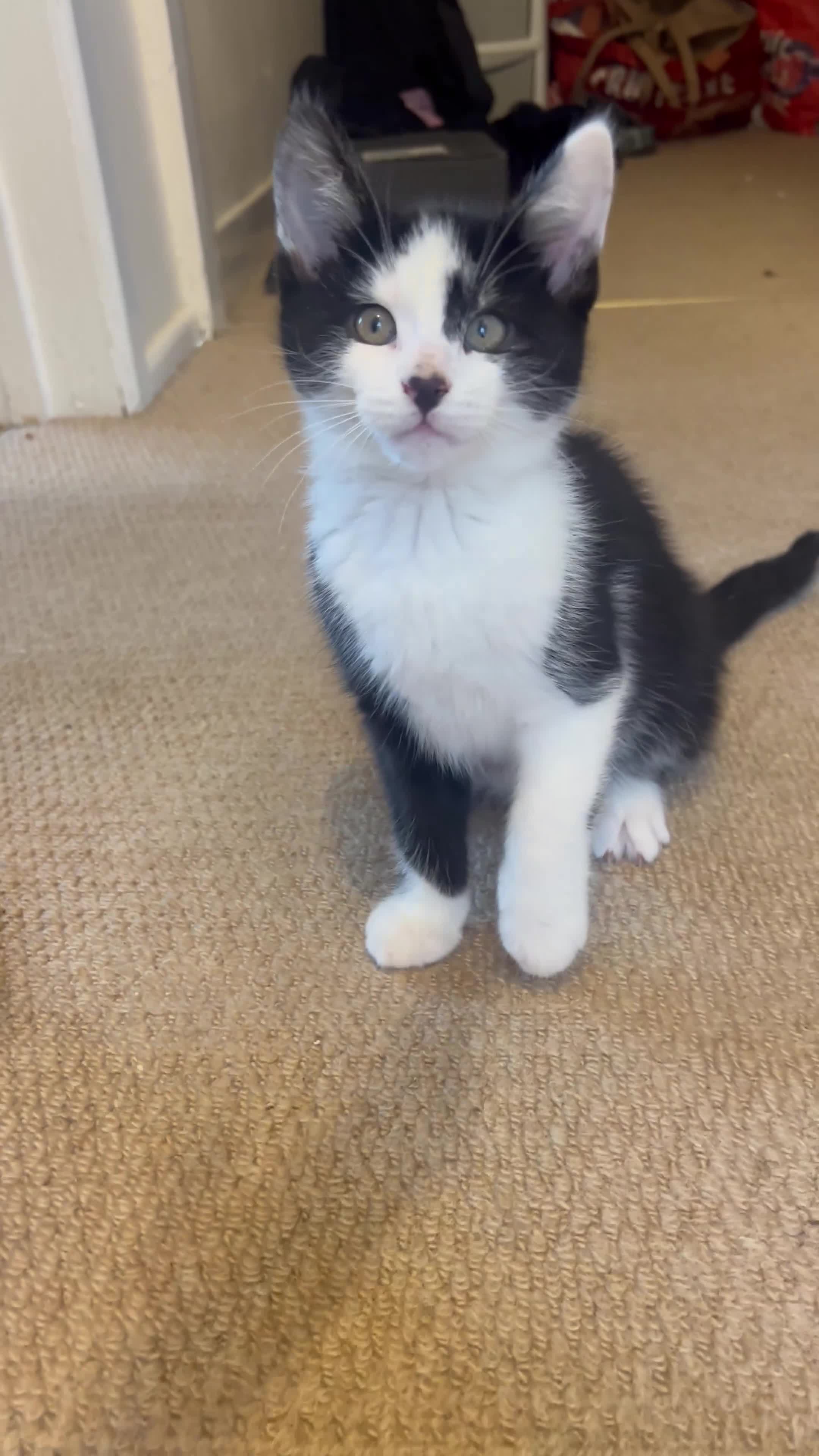 Mixed Breed cats for sale: Maine coon mix for sale - Video 1