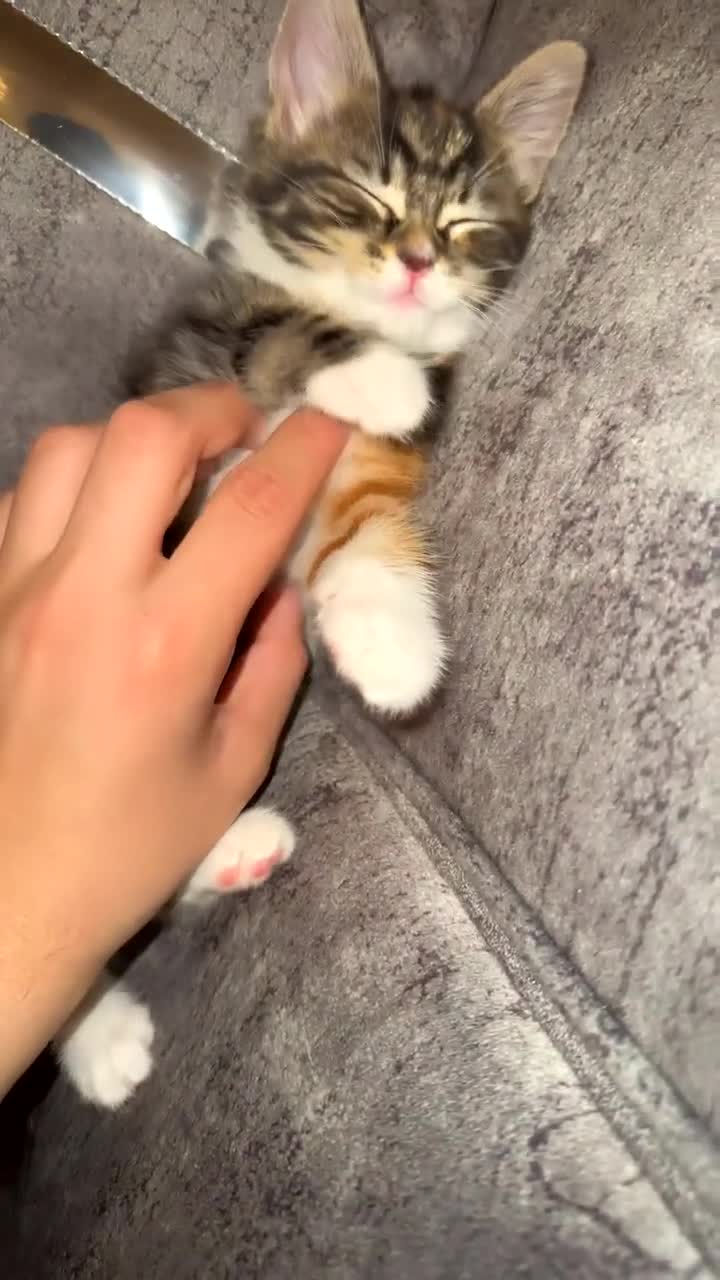 Domestic Shorthair cats for sale: Adorable Tabby/British shorthair cross - Video 2