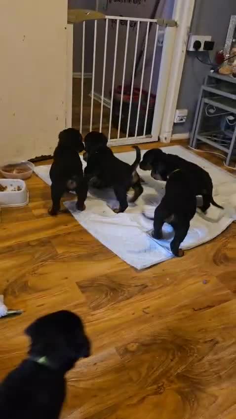 Rottweiler dogs for sale: Chunky big boned rottweilers  - Video 3