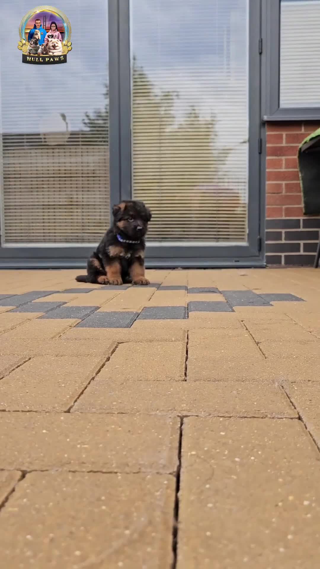German Shepherd dogs for sale: German shepherd puppies  - Video 1