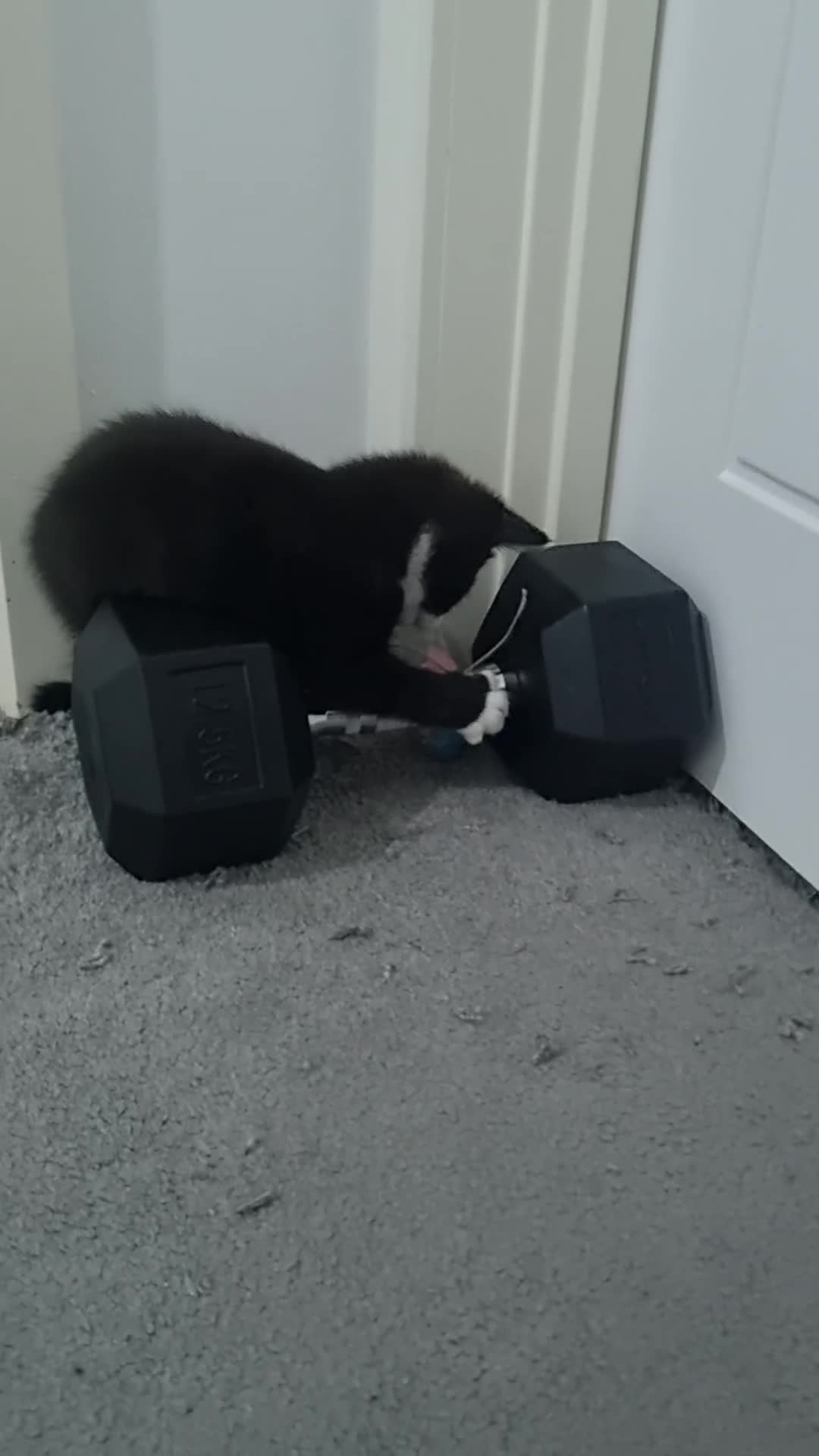 Persian cats for sale: lovely house cats ready for adoption - Video 1