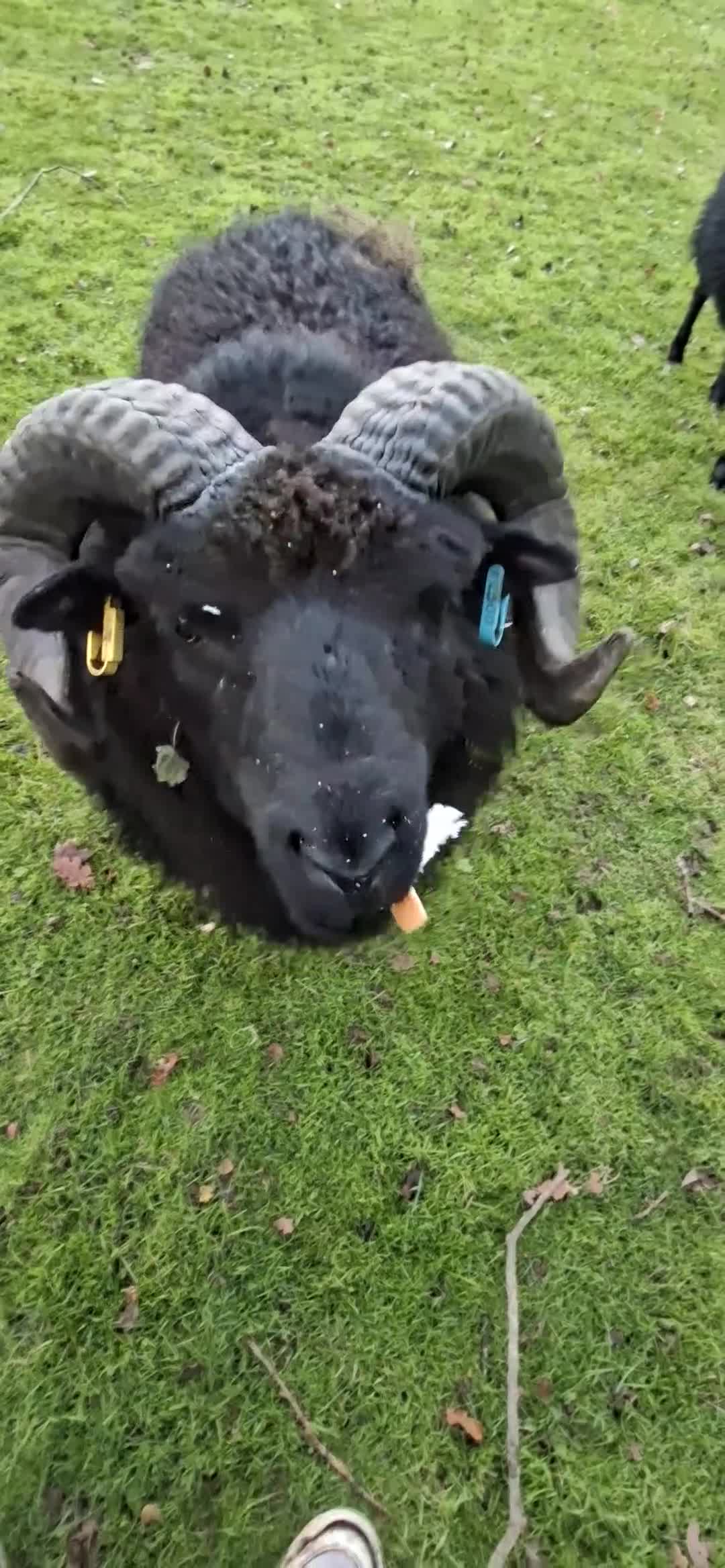 Sheep livestock for sale: Hebredian ram - Video 2