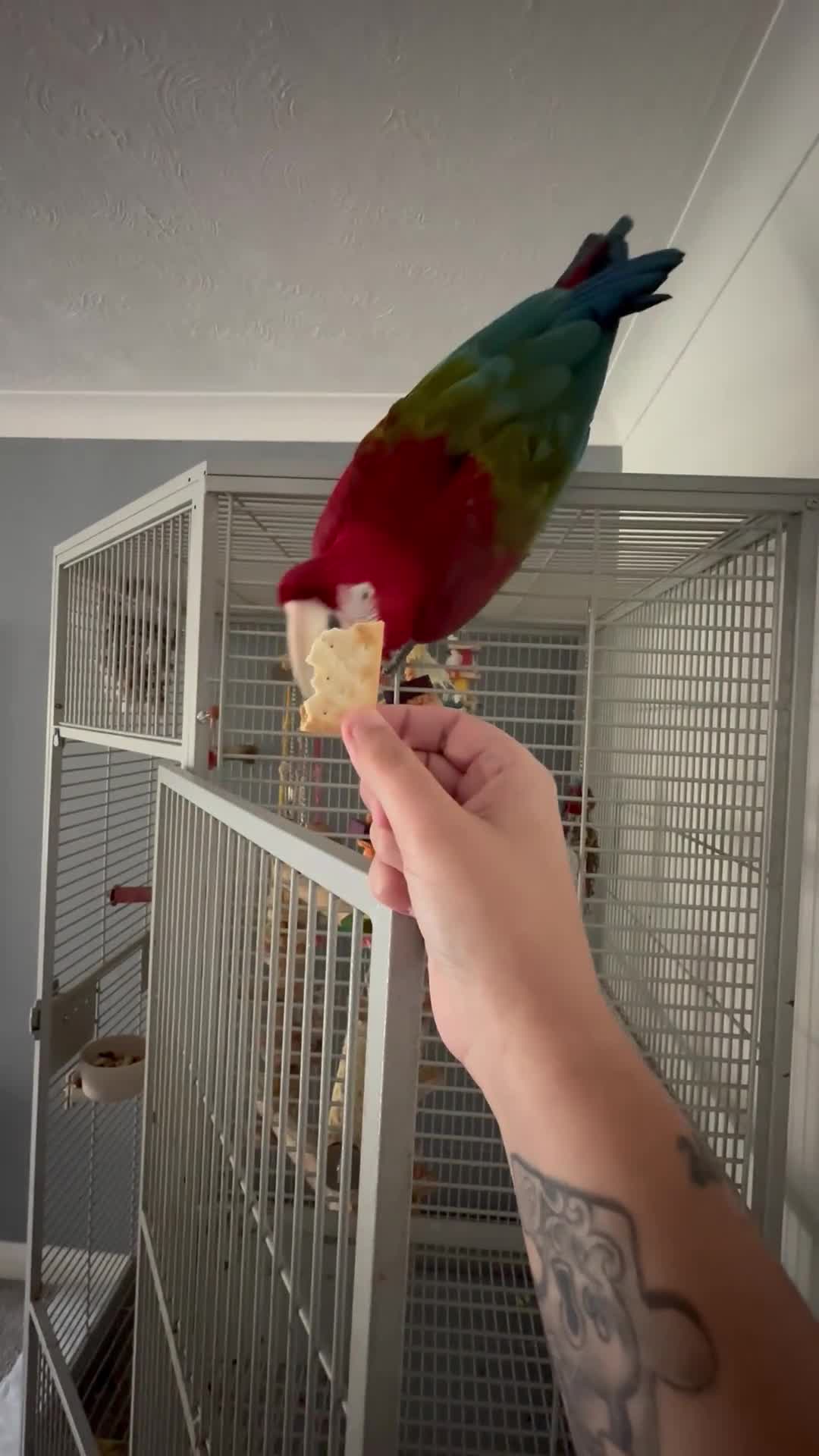Macaws birds for sale: Beautiful Green Winged Macaw - Video 2