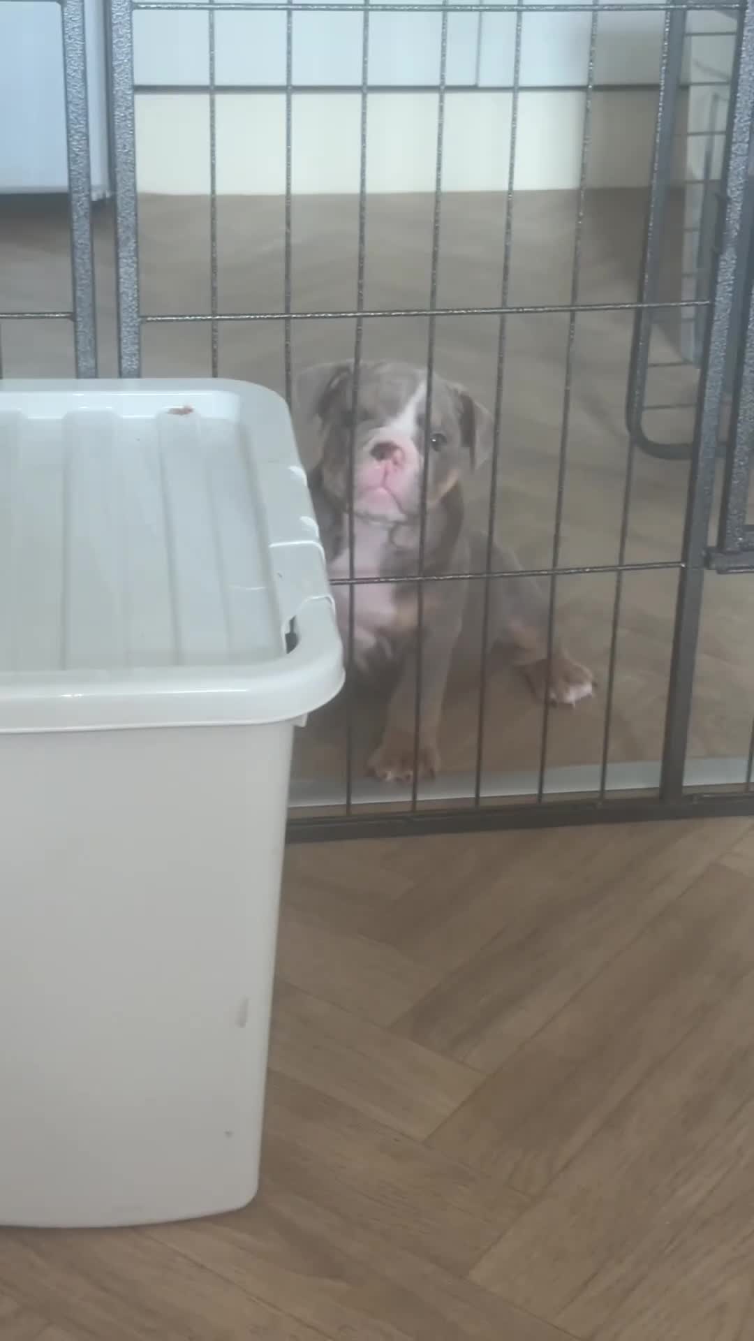 English Bulldog dogs for sale: Beautiful Baby Girl - Video 2