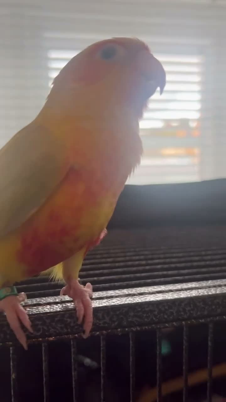 Conures birds for sale: Hand-Reared Baby Conures, Quakers & ringnecks - Video 1