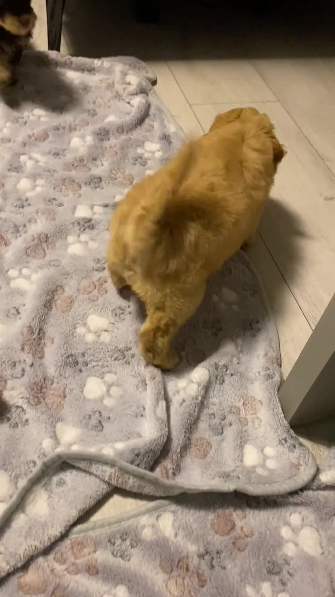 Cockapoo dogs for sale: 1 boy available.F1b mini cockapoos Health tested.  - Video 1