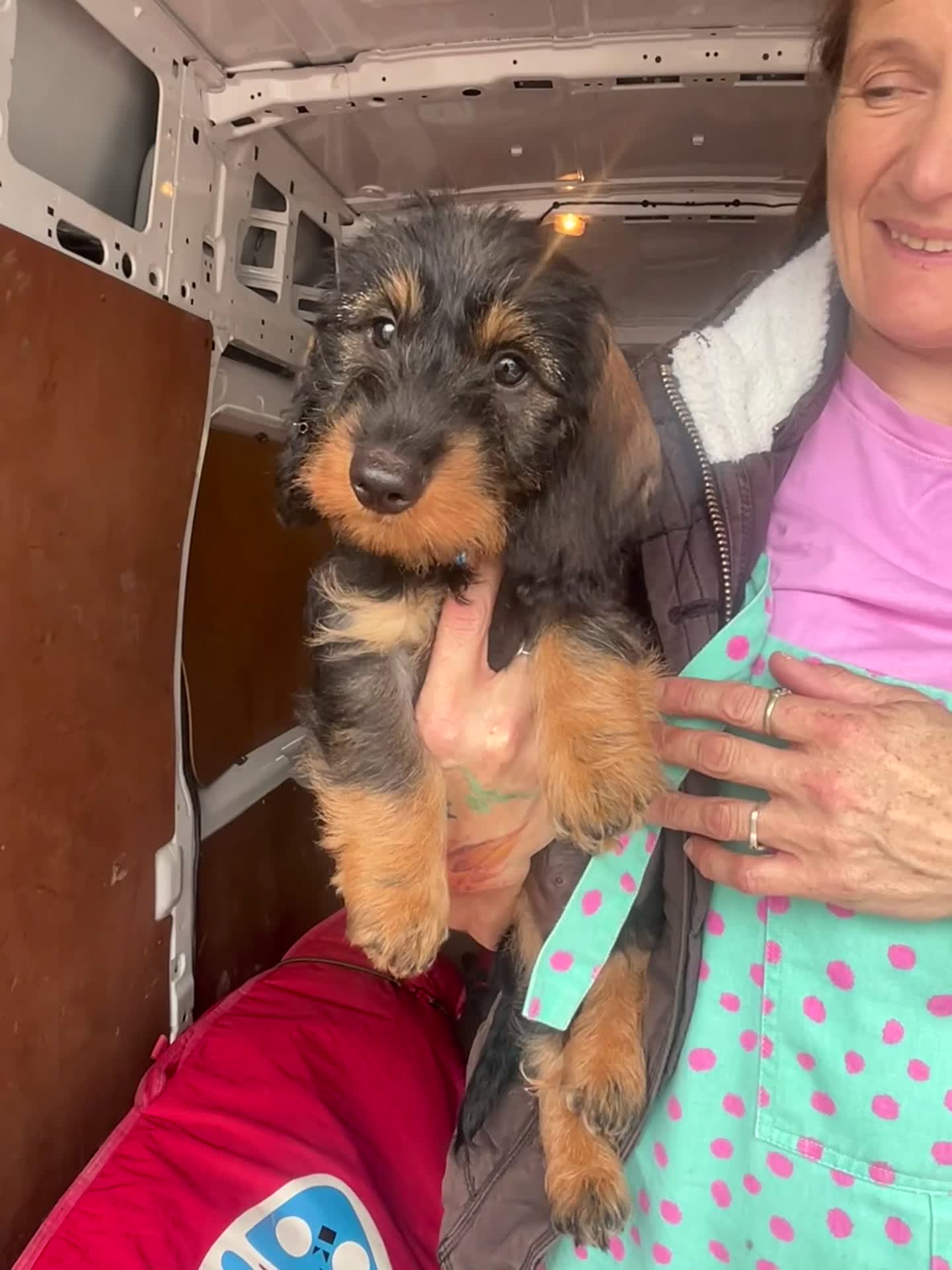 Dachshund dogs for sale: Two boys left! Beautiful standard pups - Video 1