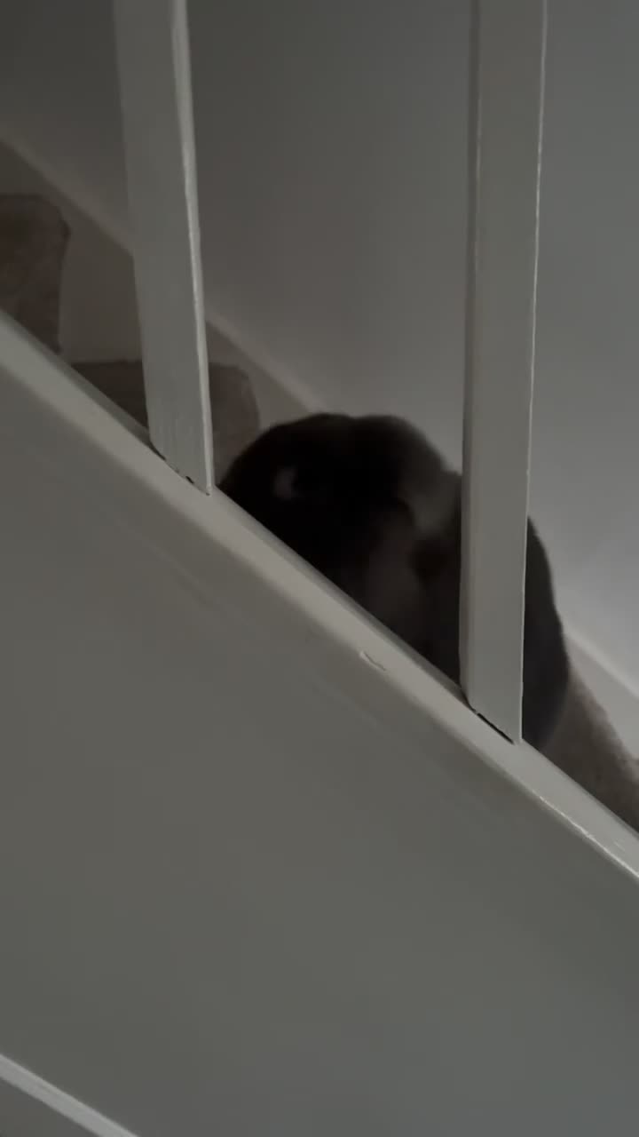 Mini Lop rabbits for sale: Blueberry  in Great Yarmouth - Video 3