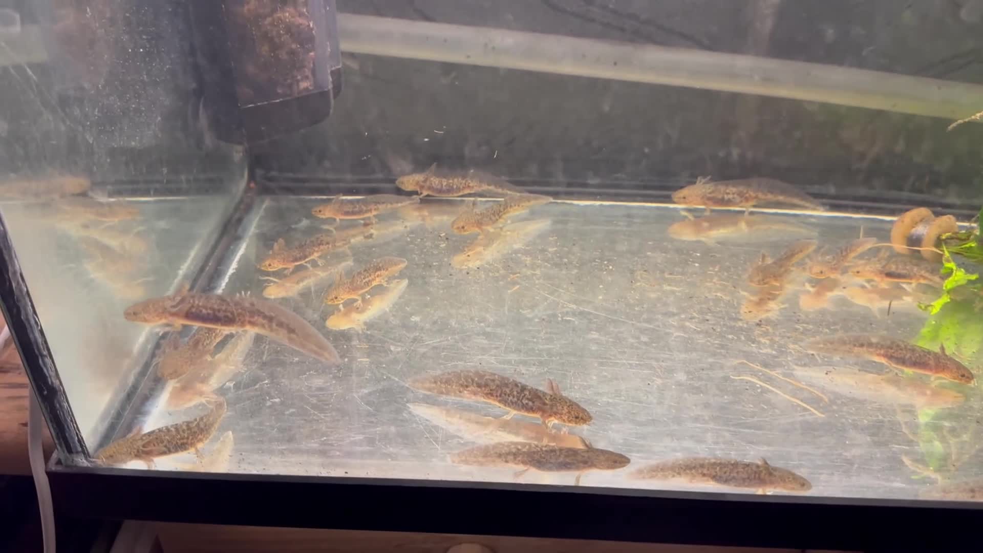 Axolotl reptiles for sale: 3 month old copper axolotls  - Video 1