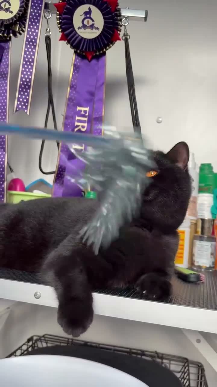 British Longhair cats for sale: ✨Beautiful girl available ✨ - Video 2