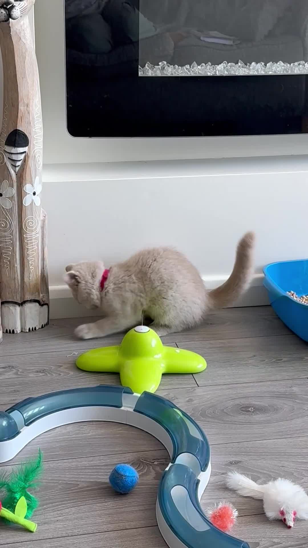British Shorthair cats for sale: Ready Now - beautiful British Shorthaired Kittens  - Video 1
