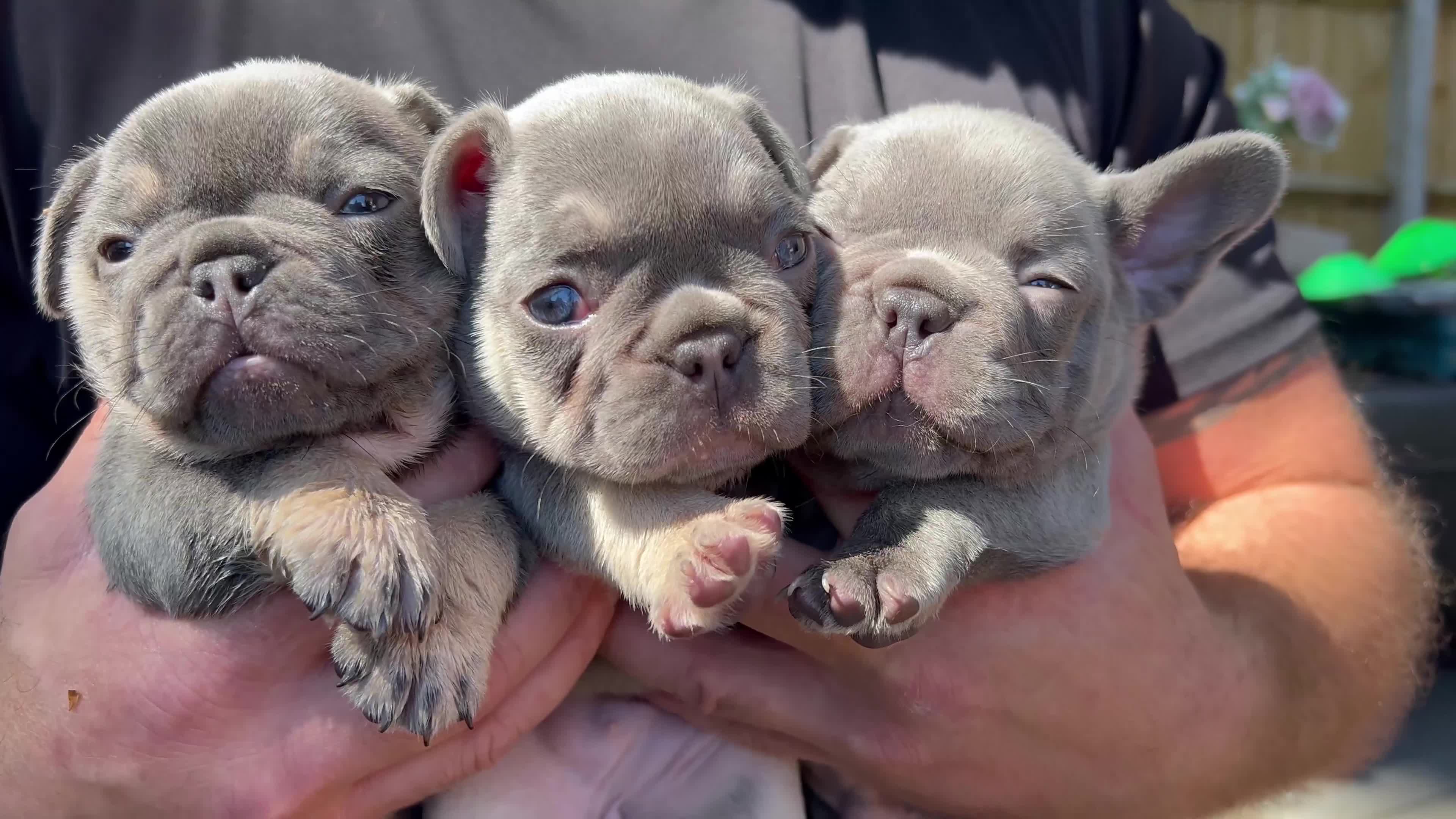 French Bulldog dogs for sale: 7 week old kC French bulldogs - Video 2