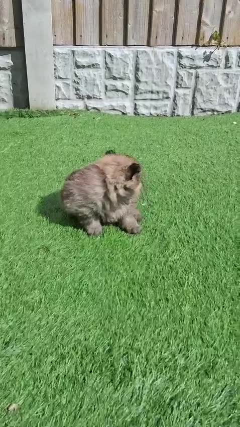 Pomeranian dogs for sale: Exceptional pomeranian puppies 🐶 - Video 2