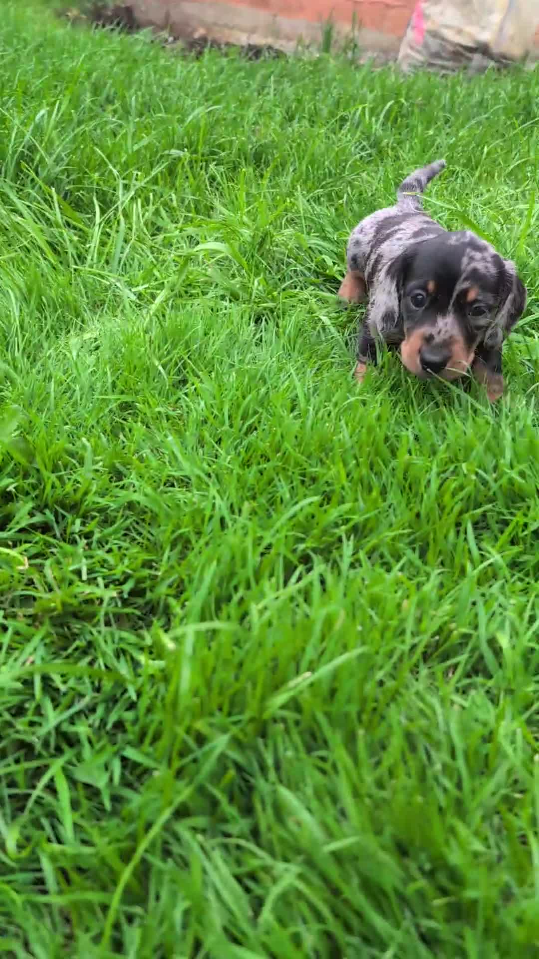 Miniature Dachshund dogs for sale: KC registered miniature dachshund puppies - Video 1