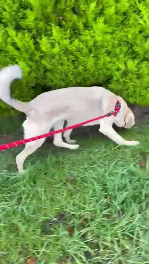 Mixed Breed dogs for adoption: 💙RUFUS💙- Young, Misunderstood, Fading In Kennels - Video 2