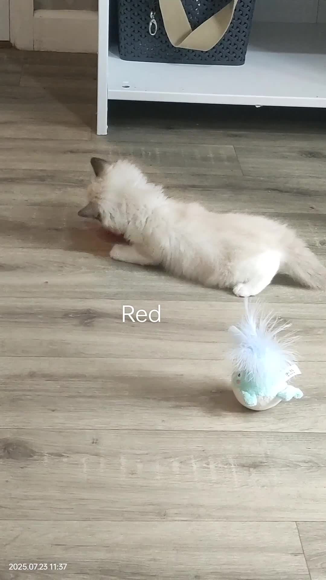 Ragdoll cats for sale: Stunning,TICA registered Ragdoll kittens - Video 2