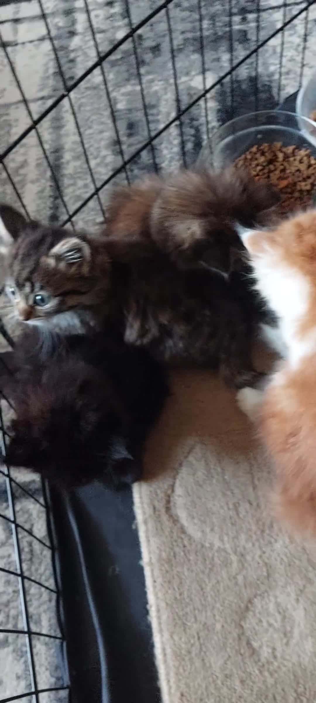 Mixed Breed cats for sale: 5 fluffy kittens (ready to go now) - Video 1