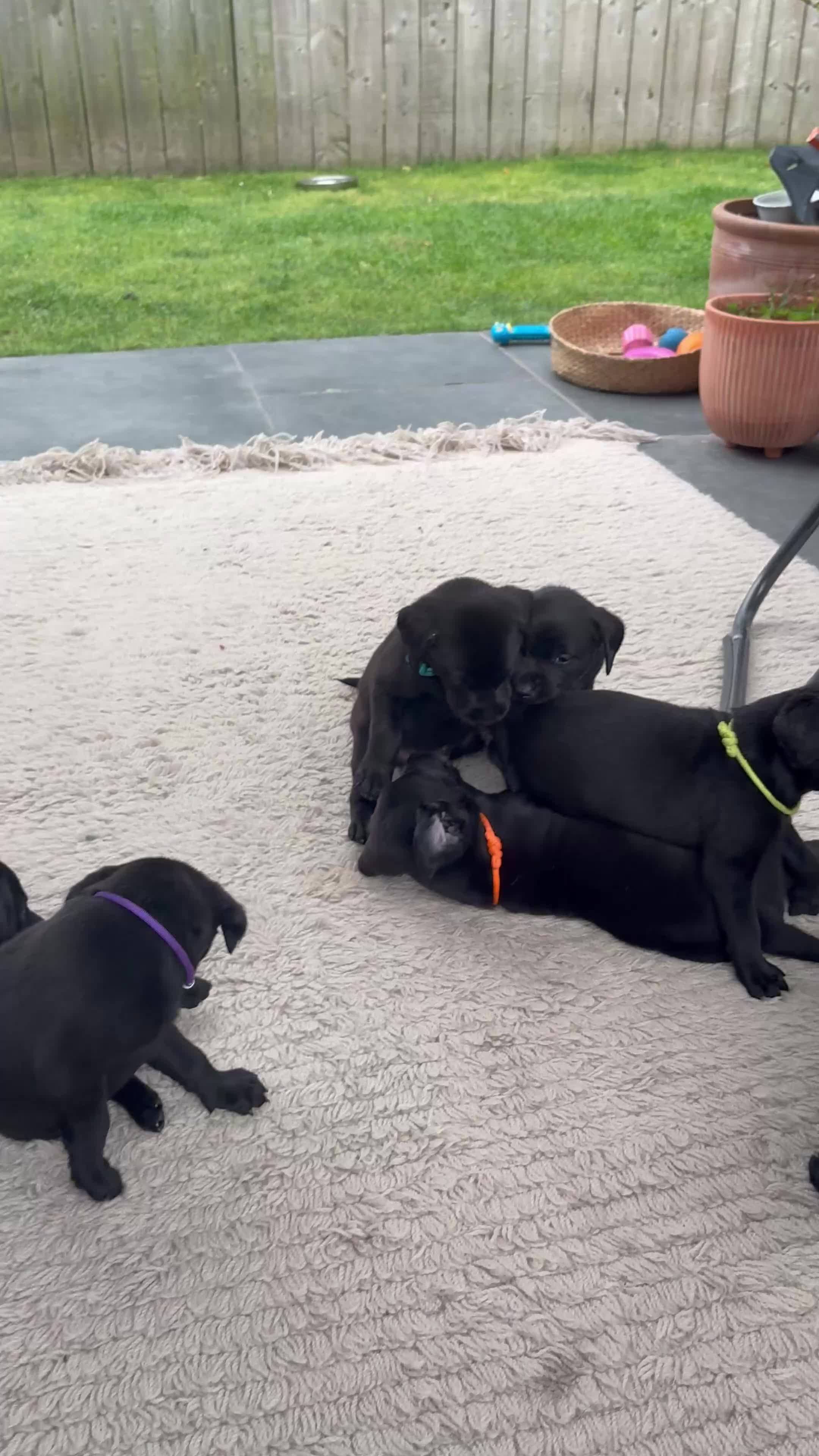Labrador Retriever dogs for sale: Labrador Puppies - Video 1