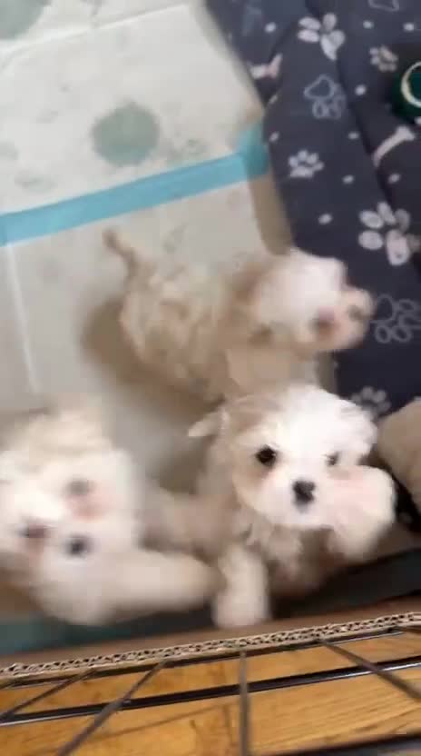 Maltese dogs for sale: Beautiful Korean Maltese  - Video 1