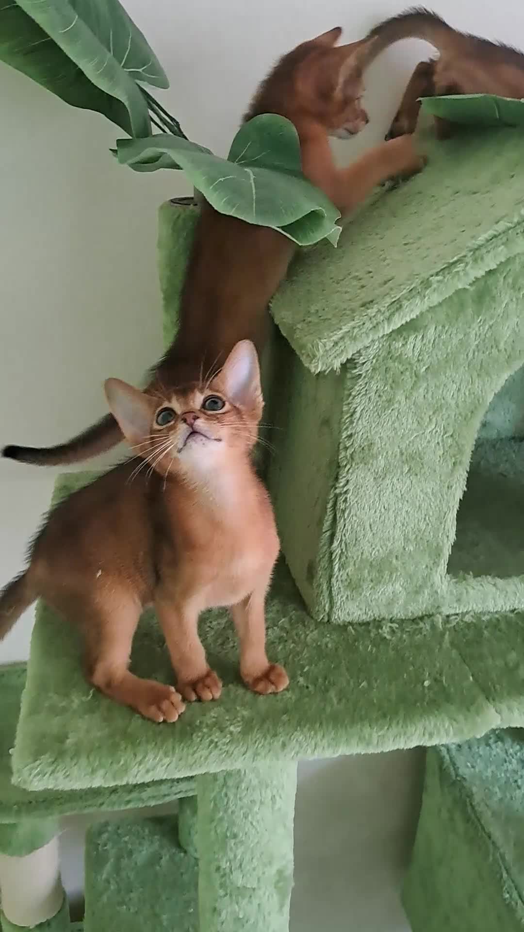 Abyssinian cats for sale: Beautiful Abyssinian Kittens - Video 1