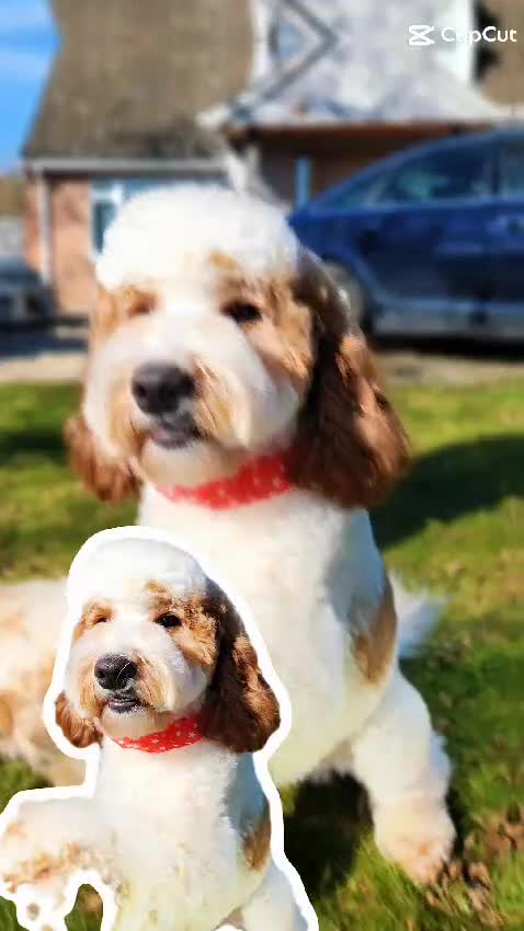 Australian Labradoodle dogs for stud: Mini Australian Labradoodle "BANDIT" Rare Colours in Bury Saint Edmunds - Video 1