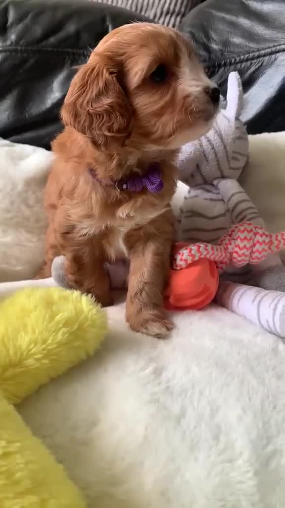 Cavapoo dogs for sale:  Cavapoo F1 puppies,DNA tested parents - Video 1
