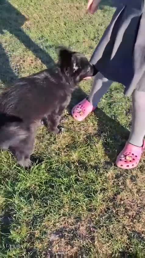 Mixed Breed dogs for sale: Border Collie x German Shepherd - Video 2