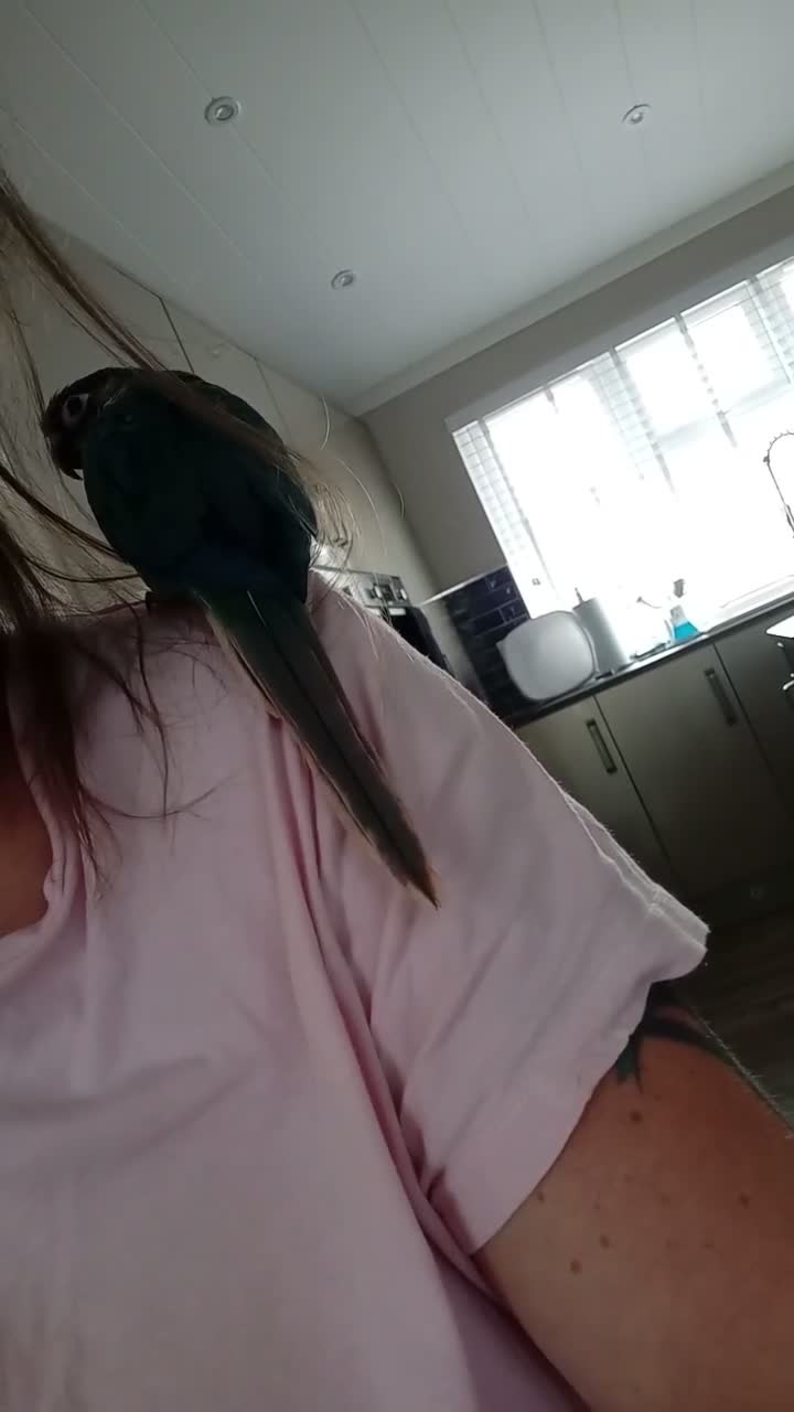 Conures birds for sale: Conure baby + cage etc - Video 1