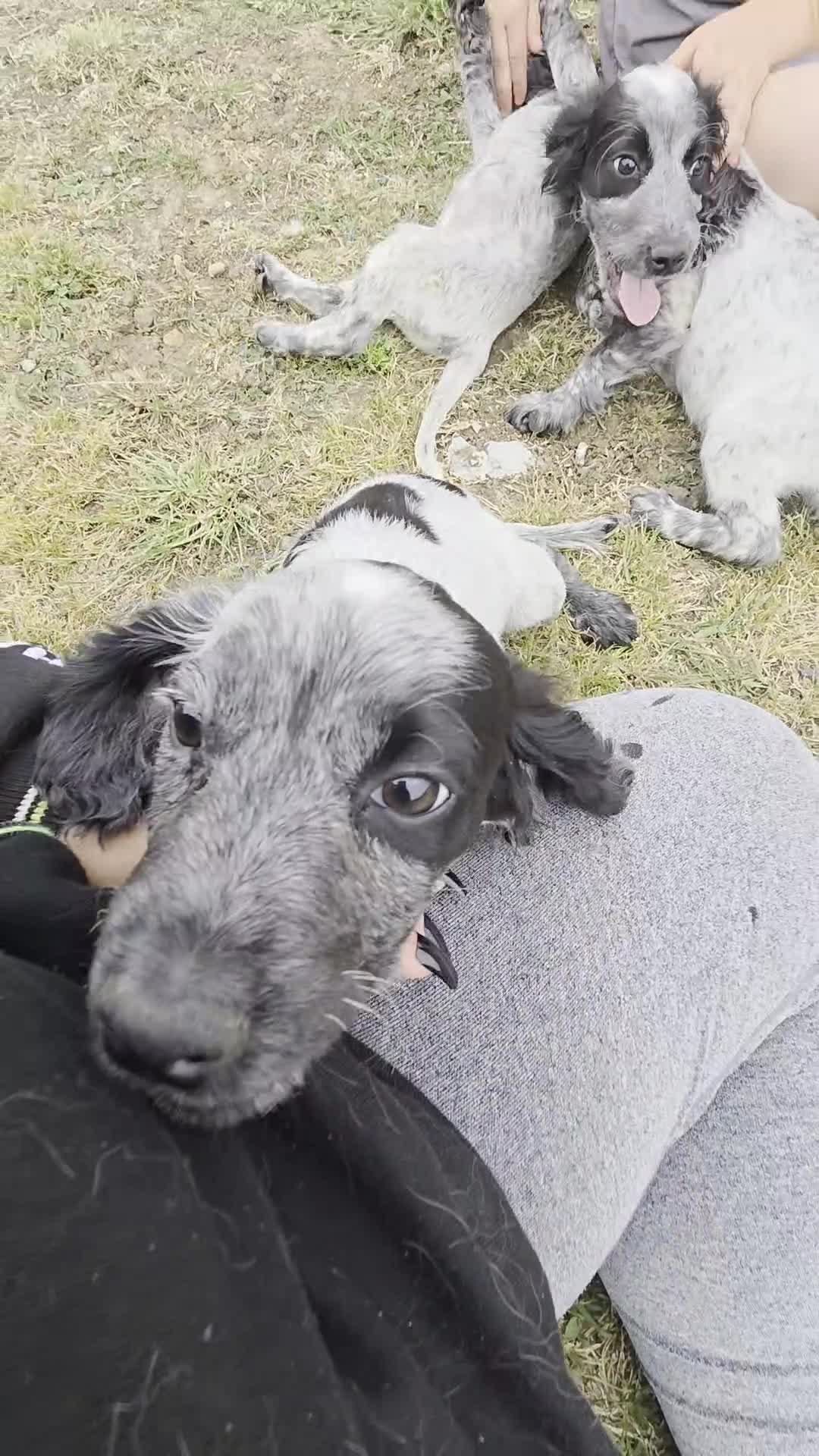 Cocker Spaniel dogs for sale: ❗️5 beautiful cocker spaniel puppies❗️🥰 - Video 3