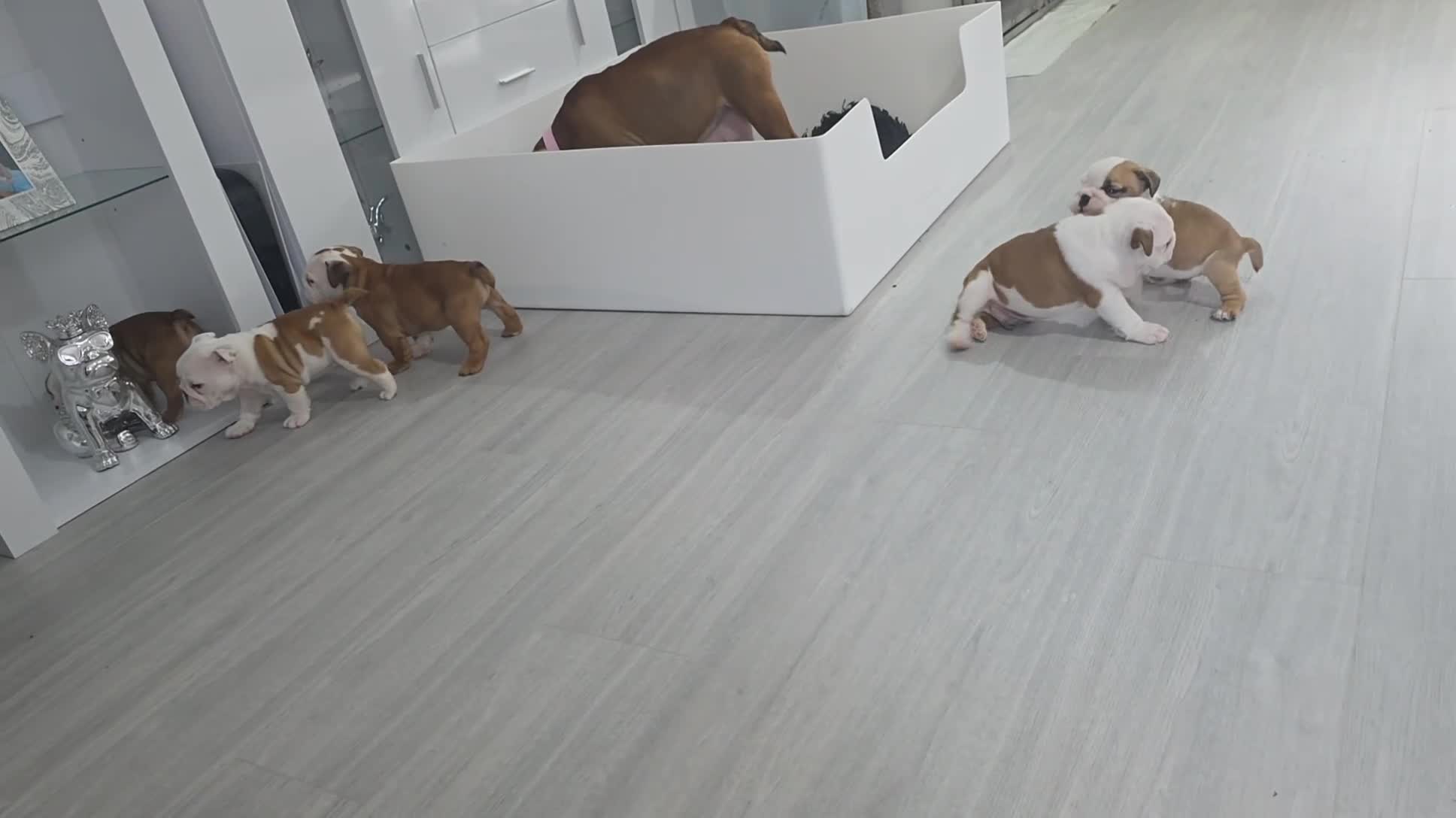 English Bulldog dogs for sale: English bulldog pups kc reg (READY NOW)   - Video 1