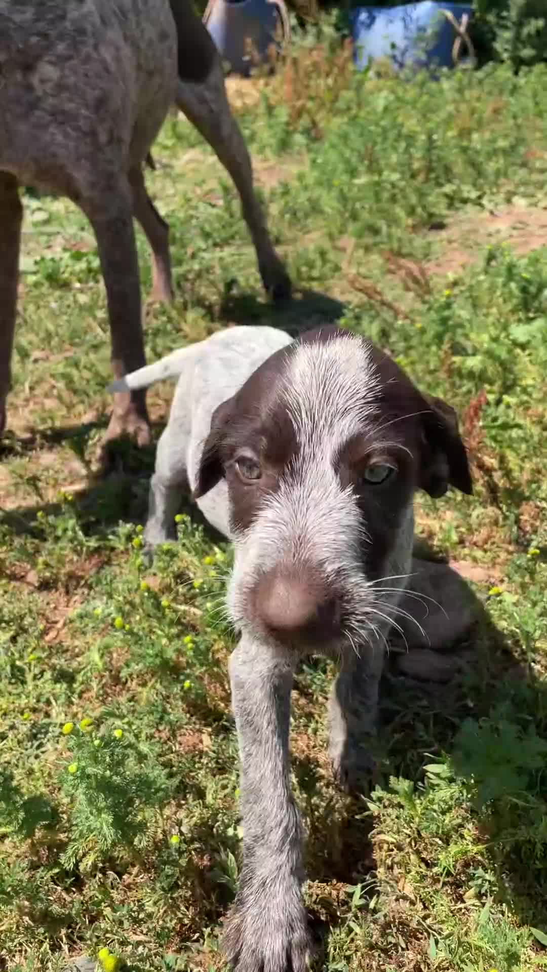 Mixed Breed dogs for sale: Puppies mum and dad here great nature rock steady  - Video 1