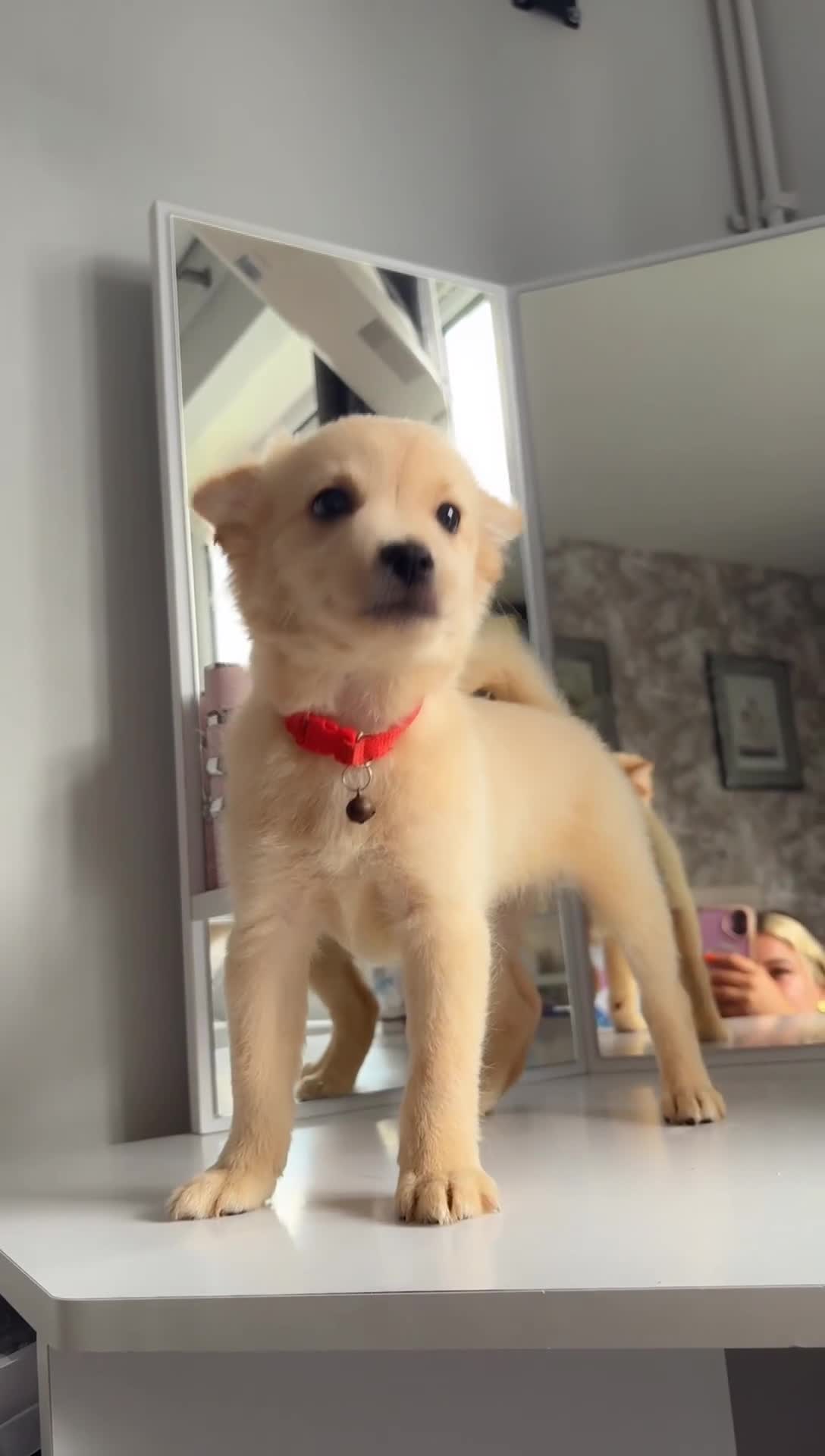 Chihuahua dogs for sale: Chihuahua x Italian volpino (5 puppies left ) 🏆 - Video 5