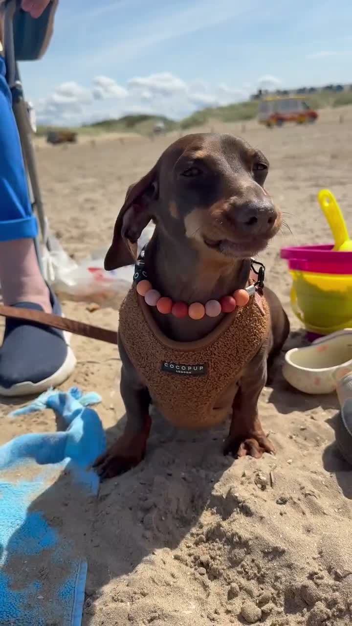 Miniature Dachshund dogs for sale: 2.5 year old male miniature dachshund KC reg - Video 1