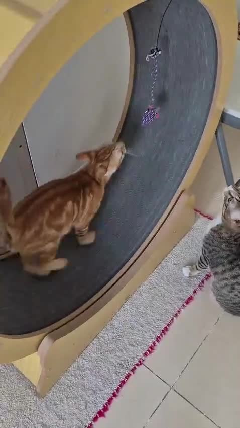 Arabian Mau cats for sale: Meet Mr Bobtail!  - Video 2