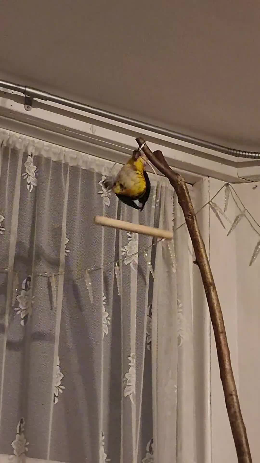 Parrots birds for sale: 11 month old male caique  - Video 1