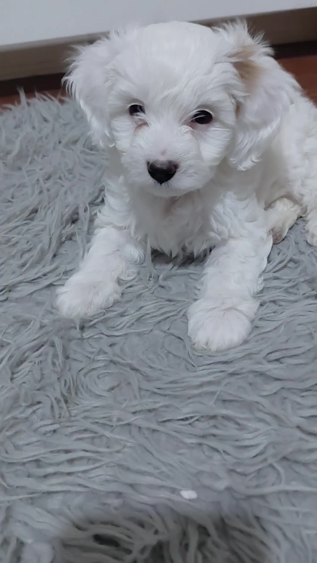 Australian Labradoodle dogs for sale: MINI Australian Labradoodle  in Leicester - Video 1