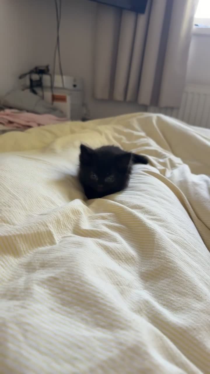 Mixed Breed cats for sale: 5 Beautiful Black Mixed Breed Kittens - Video 1