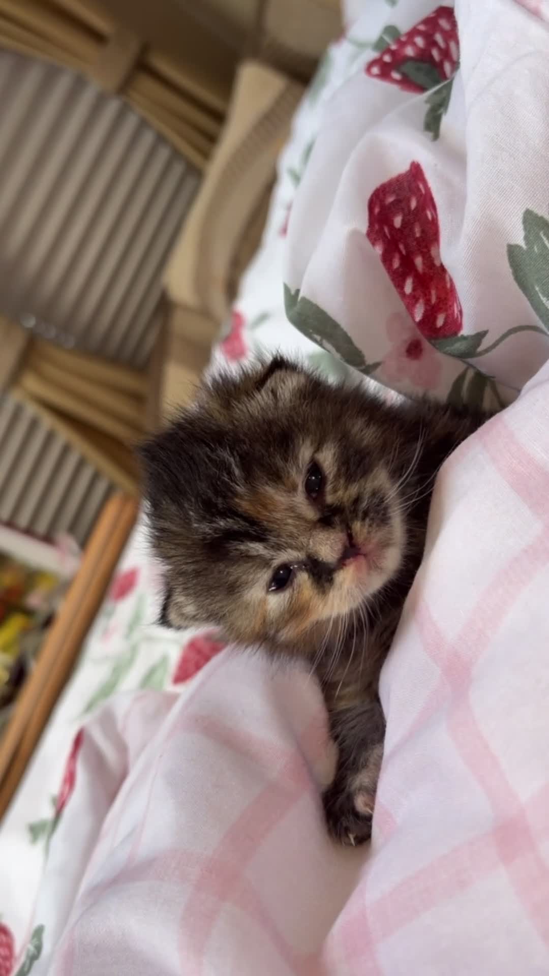 Mixed Breed cats for sale: Boy and girls 🥰 - Video 1