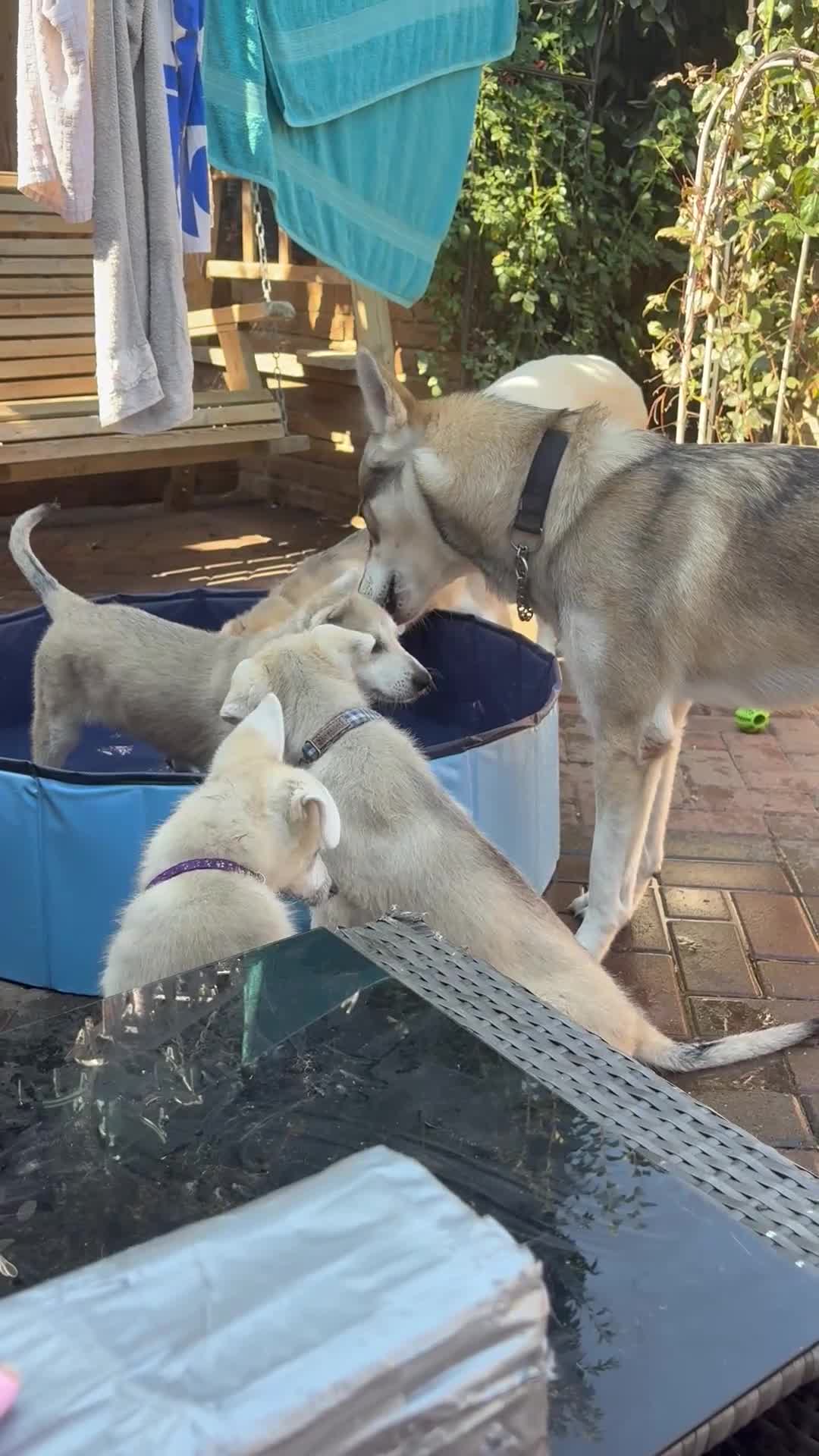 Mixed Breed dogs for sale: Low Content Wolfdog puppies  - Video 5