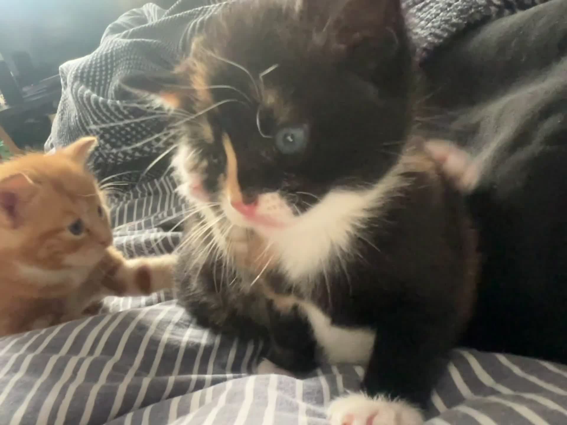 Mixed Breed cats for sale: 2 girls tabby and 2 boys gingers ragdoll tabby mix - Video 3