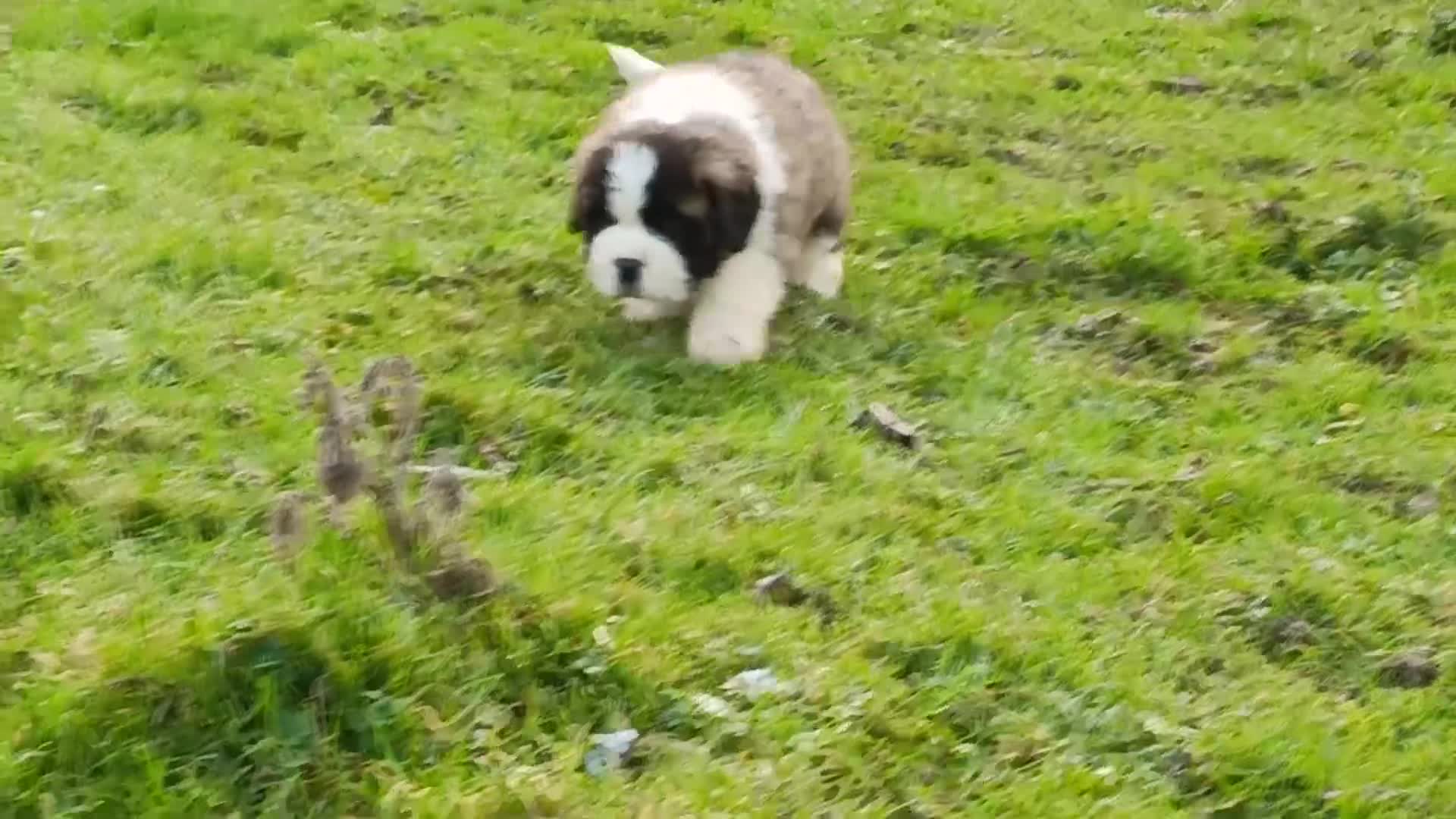 Saint Bernard dogs for sale: Exceptional litter of fabulous quality Saints  - Video 3