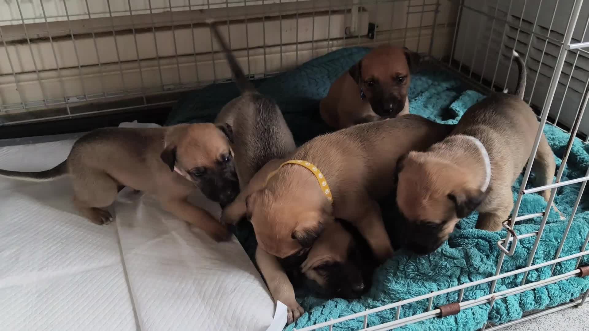 Lurcher dogs for sale: Lurcher pups in Burnley - Video 2