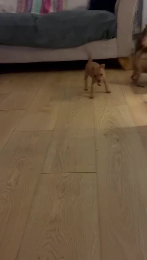 Miniature Pinscher dogs for sale: LAST PUPPY - LADYLUCKPINS KC MIN PINS - Video 4