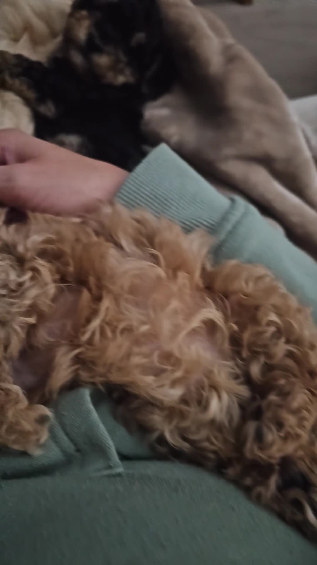 Maltipoo dogs for sale: Maltipoo  - Video 2