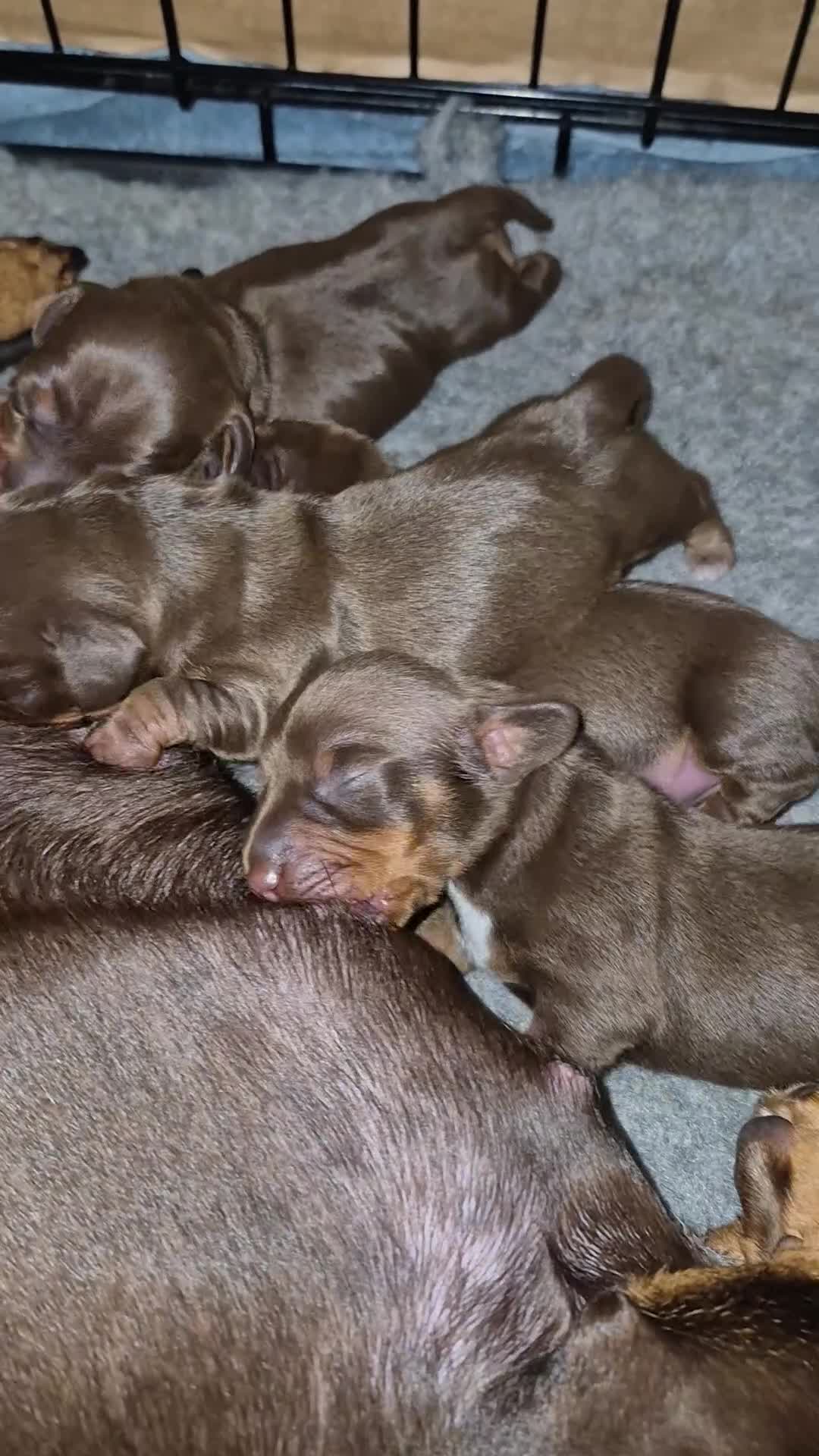 Miniature Dachshund dogs for sale: Miniture dachshund smooth hair puppies  - Video 3