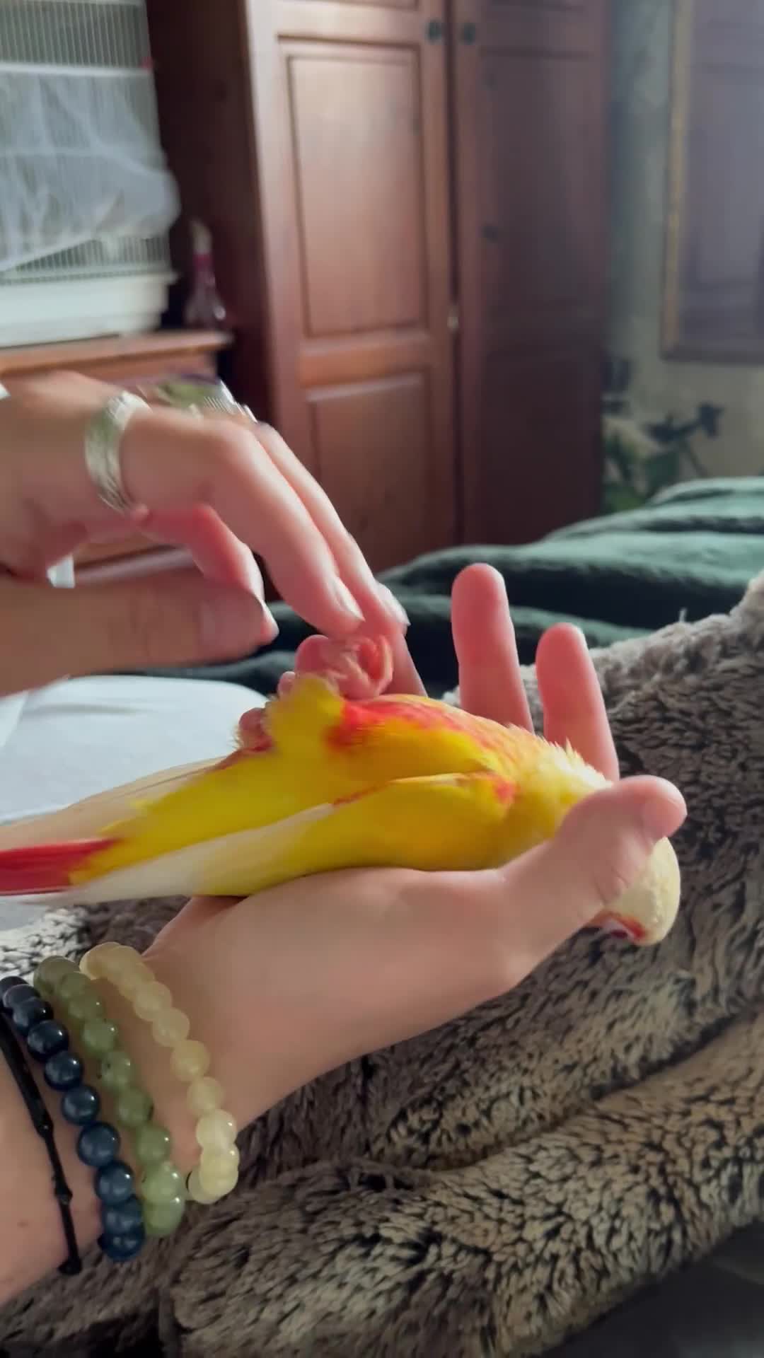 Conures birds for sale: Conure - Video 5