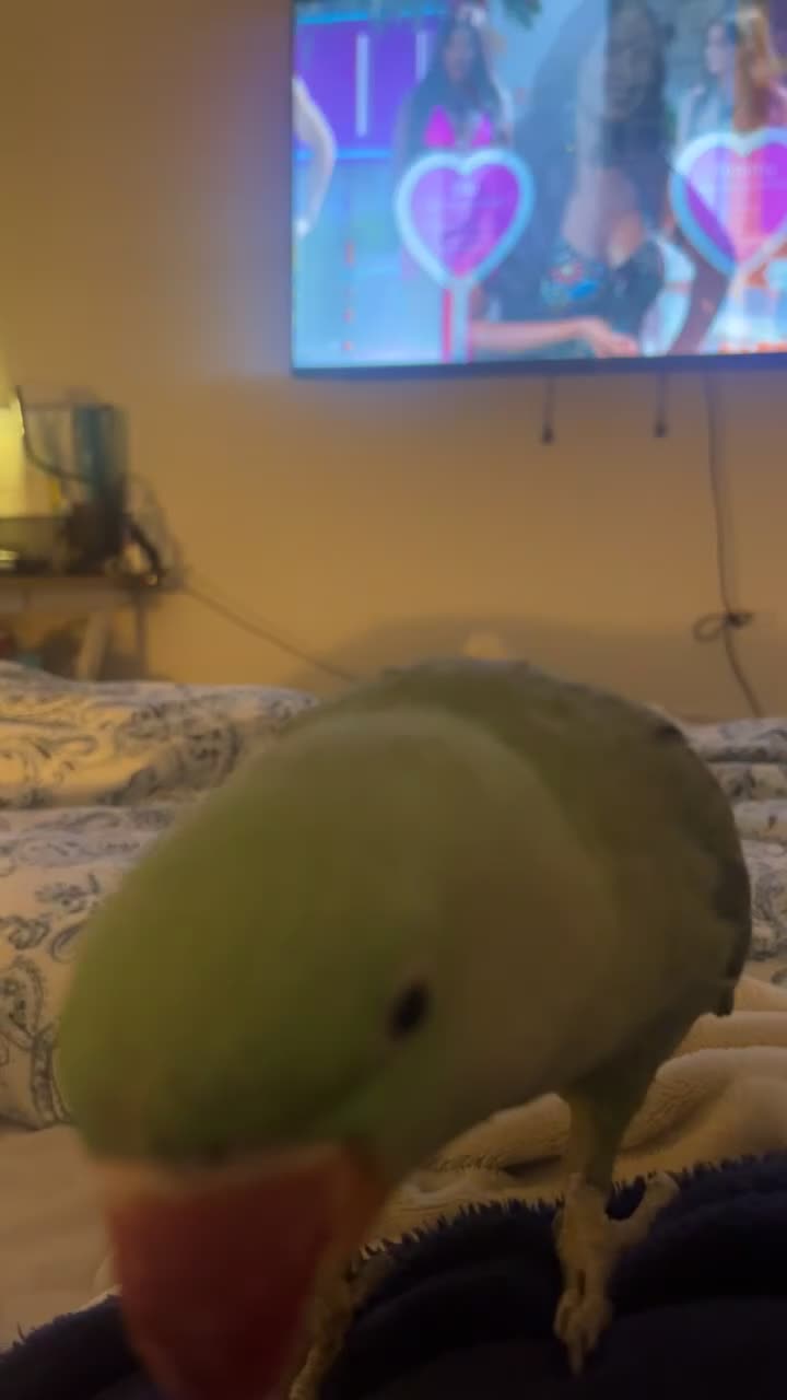 Parrots birds for sale: Alexandrine parrot  - Video 3